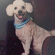 Dallas joined the competition — help win amazing prizes! dog, pet, animal, white_dog, curly_fur, floppy_ears, happy, smiling, open_mouth, tongue, sitting, bandana, collar, chair, indoor, portrait, vintage_photo, brown_background, friendly, full_body