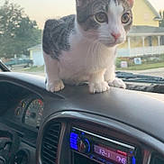 Theo joined the competition — help win amazing prizes! animal, automobile, car, cat, dashboard, driving, ears, gray_fur, house, interior, kitten, outdoor, pet, portrait, road_trip, suburban, vehicle, whiskers, white_fur, windshield