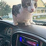 animal, automobile, car, cat, dashboard, driving, ears, gray_fur, house, interior, kitten, outdoor, pet, portrait, road_trip, suburban, vehicle, whiskers, white_fur, windshield