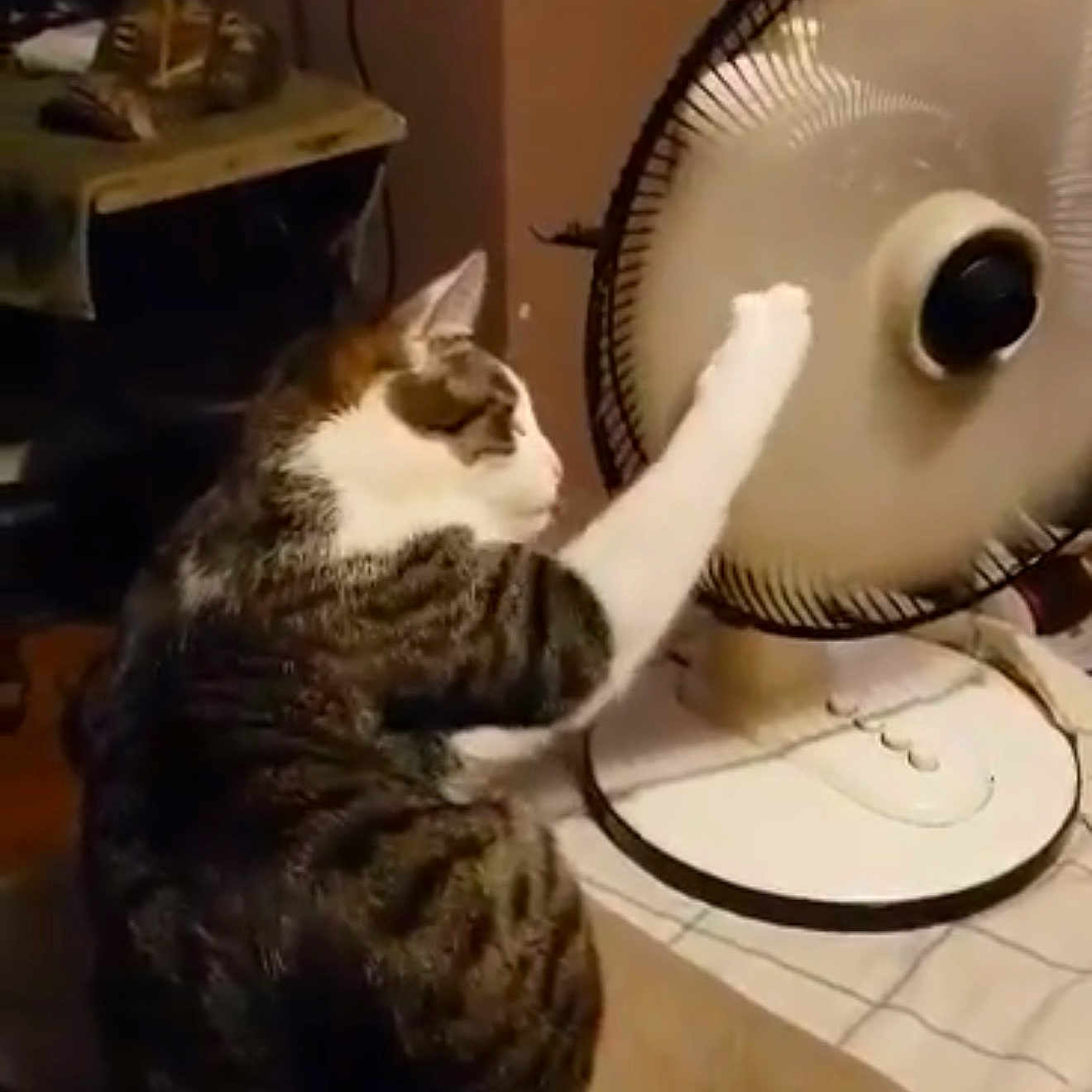Theo joined the competition — help win amazing prizes! animal, cat, curious, desk, desk_fan, electric_fan, feline, funny, home, household, indoors, paw, pet, portrait, reaching, sitting, striped_fur, tabby_cat, table, warm_lighting