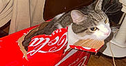Camo is registered to the contest to win money with this photo: animal, cardboard_box, cat, curious, door, electrical_cord, fan, flash_photography, funny, home, indoors, messy_room, pet, portrait, red_packaging, sitting, soda_box, tabby_cat, white_cat, wooden_floor
