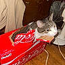 animal, cardboard_box, cat, curious, electrical_cord, fan, feline, flash_photography, household, indoors, pet, portrait, red, room, sitting, soda_box, tabby, white_and_gray, wooden_door, wooden_floor