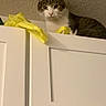 Camo is registered to the contest to win money with this photo: alert, animal, cabinet, cat, cupboard, feline, furniture, gray_fur, home, indoor, looking_at_camera, perched, pet, portrait, sitting, tabby, vertical_photo, wall, white_chest, yellow_paper