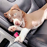 Diamond is registered to the contest to win money with this photo: puppy, dog, brown_and_white, pet, animal, car, car_seat, leather, sleepy, lying_down, paw, nose, eyes, portrait, indoor, vehicle, cute, relaxed, companion, photography