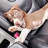 puppy, dog, brown_and_white, pet, animal, car, car_seat, leather, sleepy, lying_down, paw, nose, eyes, portrait, indoor, vehicle, cute, relaxed, companion, photography