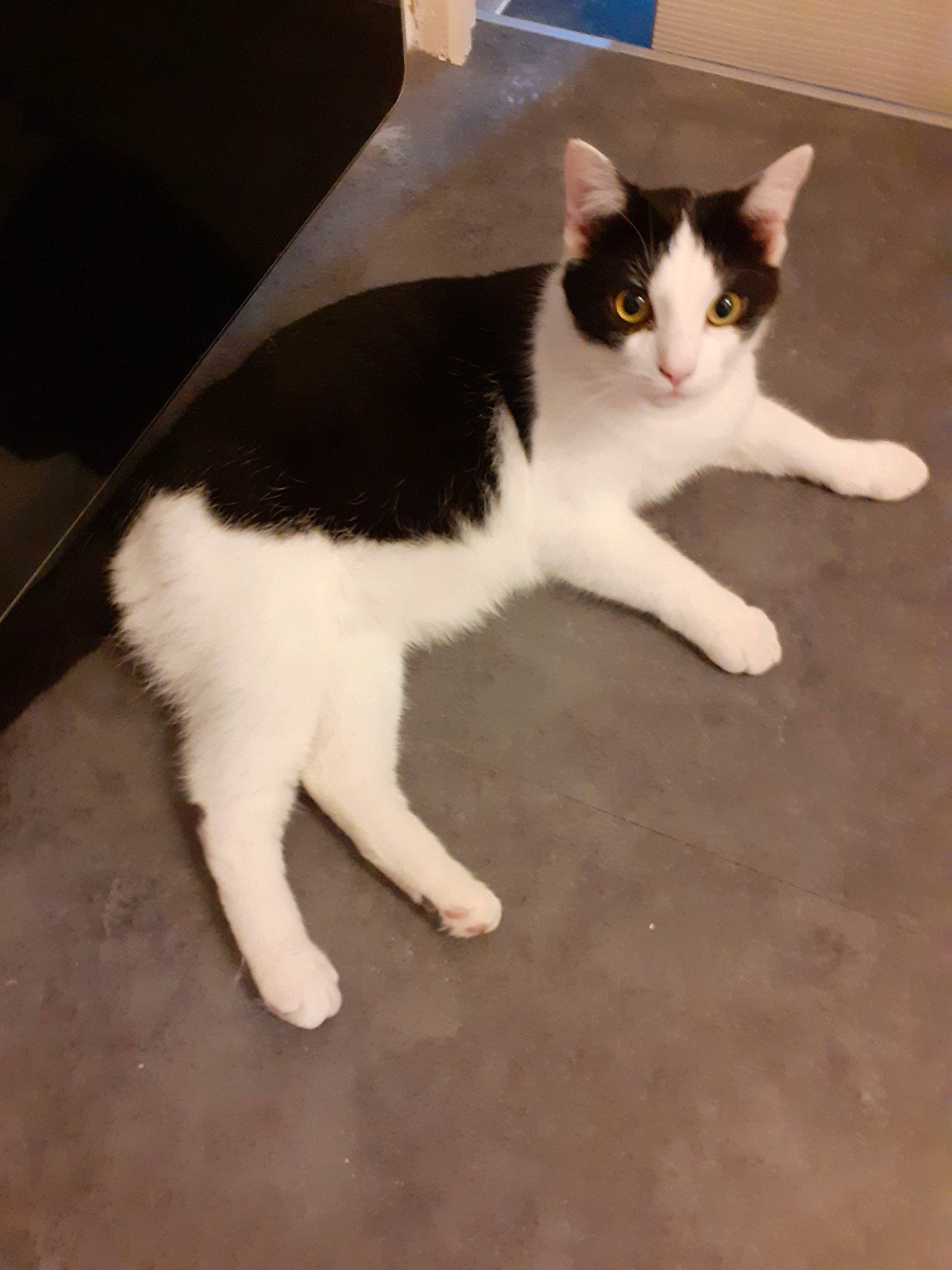 Bounty participe au concours pour gagner de l'argent avec cette photo : aegean_cat, american_wirehair, carnivore, cat, domestic_short_haired_cat, eye, felidae, fur, japanese_bobtail, kitten, leg, mammal, paw, polydactyl_cat, small_to_medium_sized_cats, tail, whiskers