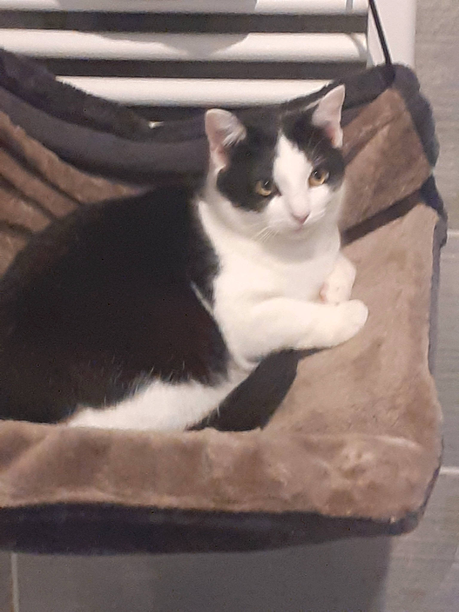 Bounty participe au concours pour gagner de l'argent avec cette photo : aegean_cat, american_wirehair, black_and_white, carnivore, cat, domestic_short_haired_cat, felidae, fur, kitten, polydactyl_cat, small_to_medium_sized_cats, tail, whiskers