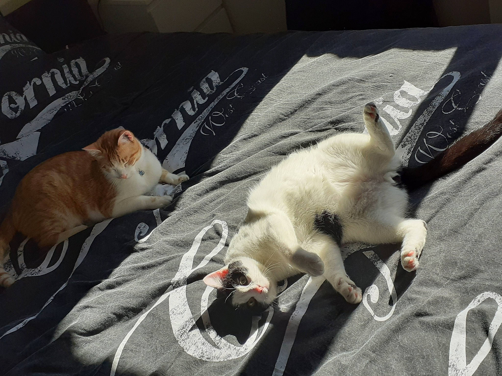 Bounty participe au concours pour gagner de l'argent avec cette photo : canidae, carnivore, cat, colorpoint_shorthair, companion_dog, dog_breed, felidae, kitten, mammal, puppy, small_to_medium_sized_cats, tail, whiskers