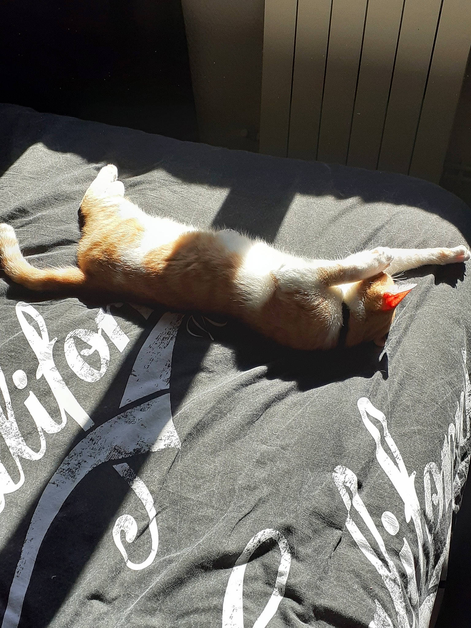 Nutty a rejoint le concours — aidez-le/la à gagner de superbes lots ! canidae, carnivore, tail