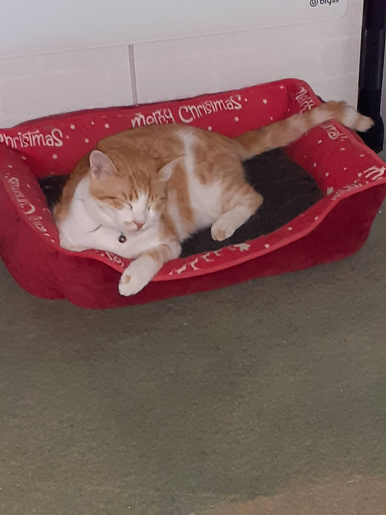 Nutty a rejoint le concours — aidez-le/la à gagner de superbes lots ! asian, carnivore, cat, cat_bed, cat_supply, domestic_short_haired_cat, european_shorthair, felidae, kitten, pet_supply, small_to_medium_sized_cats, tail, whiskers