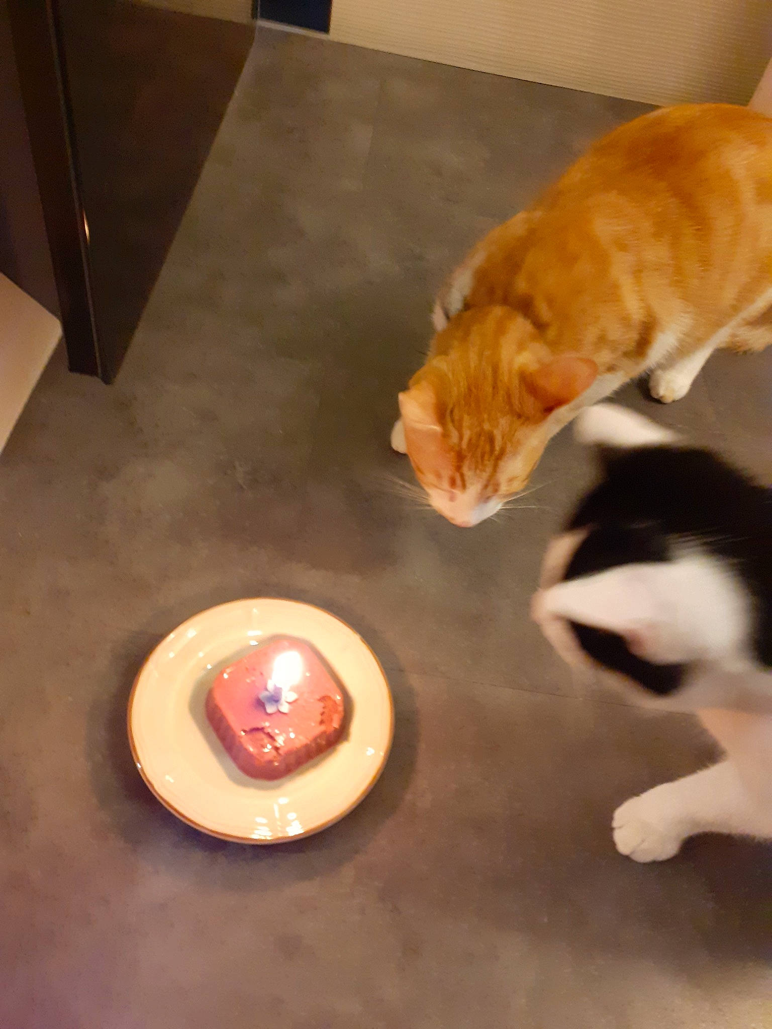 Nutty participe au concours pour gagner de l'argent avec cette photo : canidae, carnivore, cat, fawn, felidae, floor, flooring, fur, hardwood, kitten, paw, small_to_medium_sized_cats, sporting_group, tail, whiskers, wood