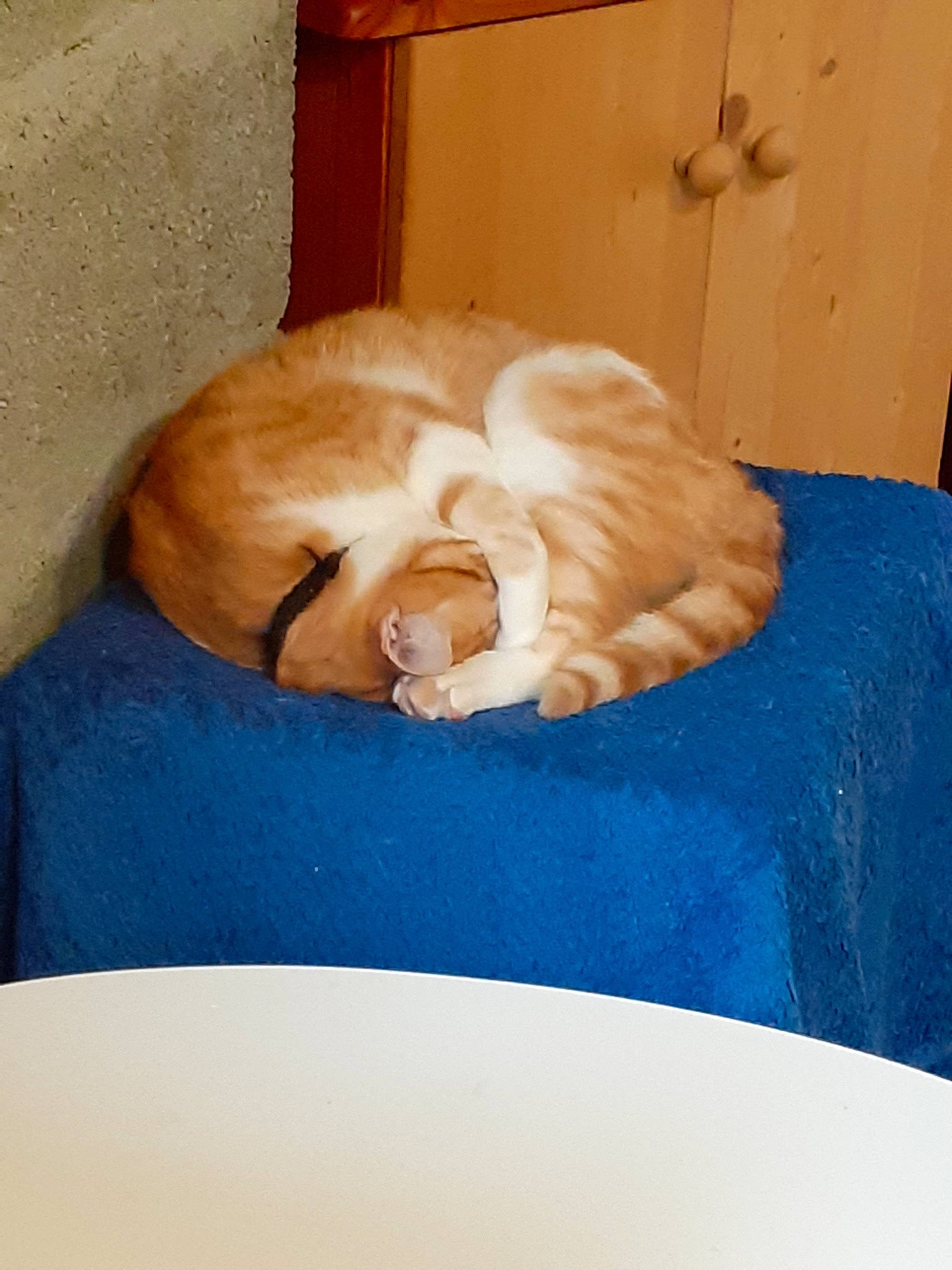 Nutty participe au concours pour gagner de l'argent avec cette photo : carnivore, cat, felidae, small_to_medium_sized_cats