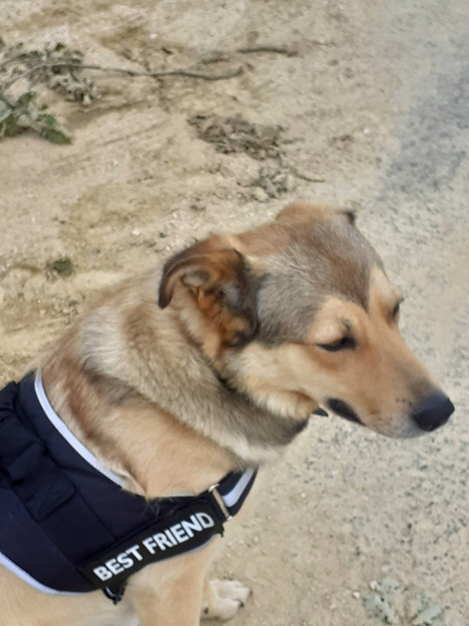 Obby participe au concours pour gagner de l'argent avec cette photo : canidae, carnivore, companion_dog, dog, dog_breed, fawn, leash, mammal, potcake_dog, rare_breed_dog, snout, street_dog, working_dog