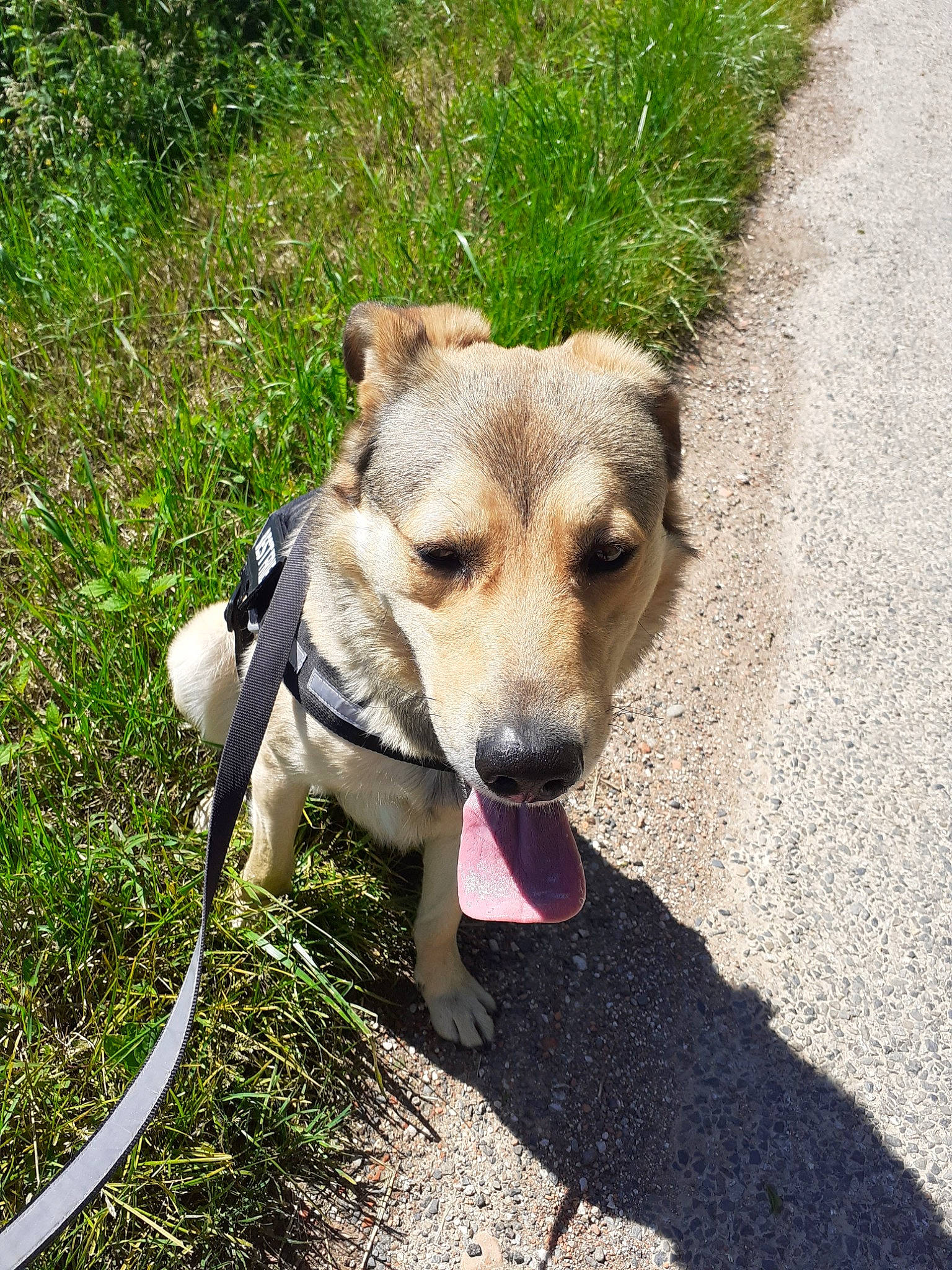 Obby participe au concours pour gagner de l'argent avec cette photo : adventure, canidae, carnivore, dog, dog_breed, fawn, grass, leash, mammal, mountain_cur, plant, potcake_dog, snout, sporting_group