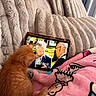Biscuit is registered to the contest to win money with this photo: cat, orange_cat, pet, animal, tablet, screen, watching, indoor, bed, blanket, pink_blanket, cozy, relaxed, sitting, side_view, fur, tail, pillows, bedroom, entertainment