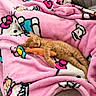 Biscuit is registered to the contest to win money with this photo: cat, kitten, orange_cat, sleeping, sleepy, pet, animal, blanket, pink_blanket, hello_kitty, plush_toy, cuddly, cozy, indoors, couch, relaxed, nap, cute, fur, portrait