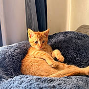 Biscuit is registered to the contest to win money with this photo: kitten, cat, orange_cat, tabby, feline, pet, animal, sitting, lying_down, relaxed, cute, fluffy_blanket, blue_blanket, cozy, indoor, home, sunlight, portrait, whiskers, ears