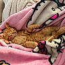 kitten, cat, orange_tabby, sleeping, relaxed, lying_down, back, paws, fur, pink_blanket, fleece, cozy, indoor, couch, snuggling, cute, resting, animal, portrait, warm_colors
