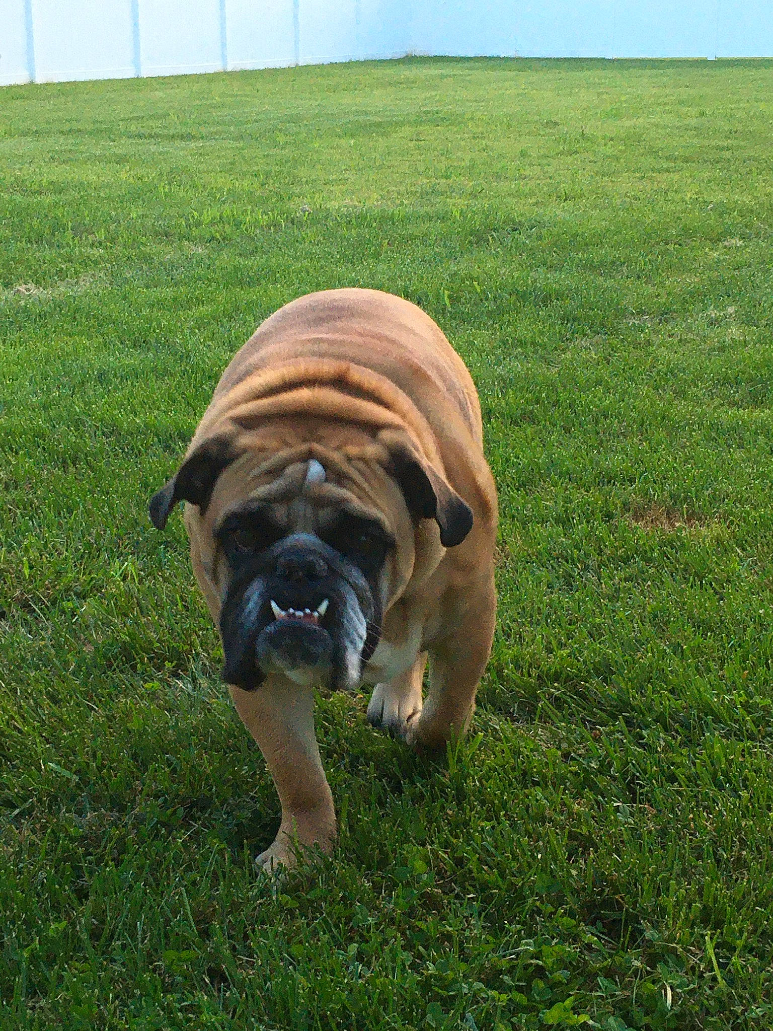 Coby joined the competition — help win amazing prizes! bulldog, canidae, carnivore, companion_dog, dog, dog_breed, fawn, fence, grass, grassland, groundcover, lawn, molosser, ori_pei, plant, sky, snout, sporting_group, terrestrial_animal, wrinkle