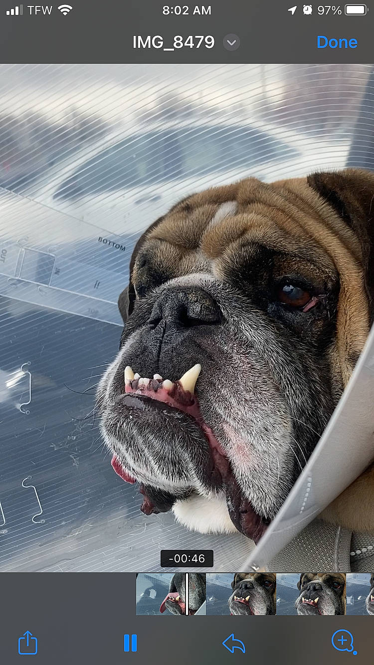 Coby joined the competition — help win amazing prizes! ancient_dog_breeds, boxer, canidae, carnivore, collar, companion_dog, dog, dog_breed, fawn, giant_dog_breed, illustration, non_sporting_group, painting, photo_caption, snout, sporting_group, whiskers, working_animal, working_dog, wrinkle