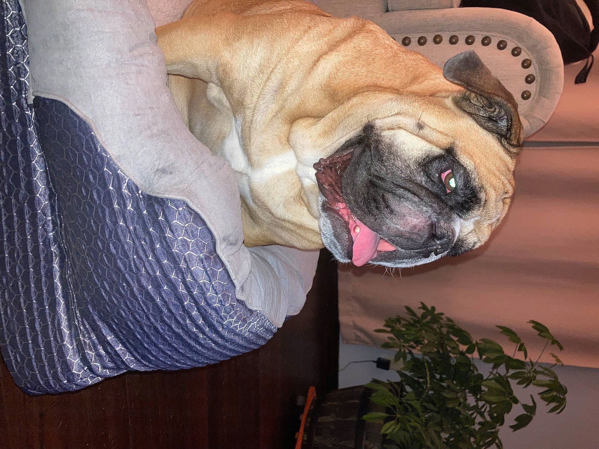 Coby joined the competition — help win amazing prizes! bulldog, canidae, carnivore, comfort, companion_dog, dog, dog_breed, dog_collar, dog_supply, fawn, grass, plant, pug, snout, sporting_group, terrestrial_animal, toy_dog, whiskers, working_animal, wrinkle