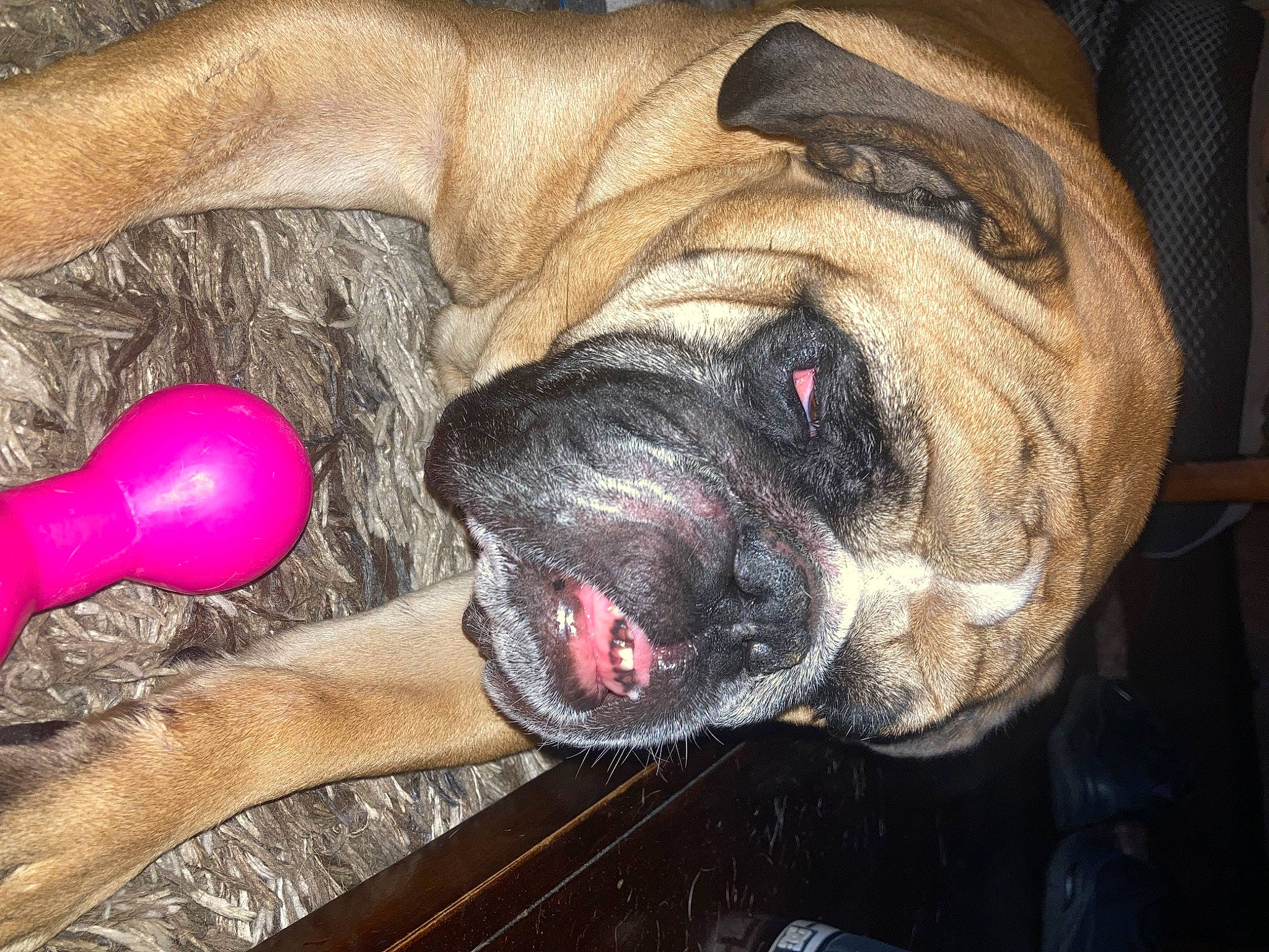 Coby joined the competition — help win amazing prizes! canidae, carnivore, comfort, companion_dog, dog, dog_breed, dog_supply, fawn, flesh, foot, human_leg, nail, paw, plant, snout, sporting_group, terrestrial_animal, thigh, whiskers, wrinkle