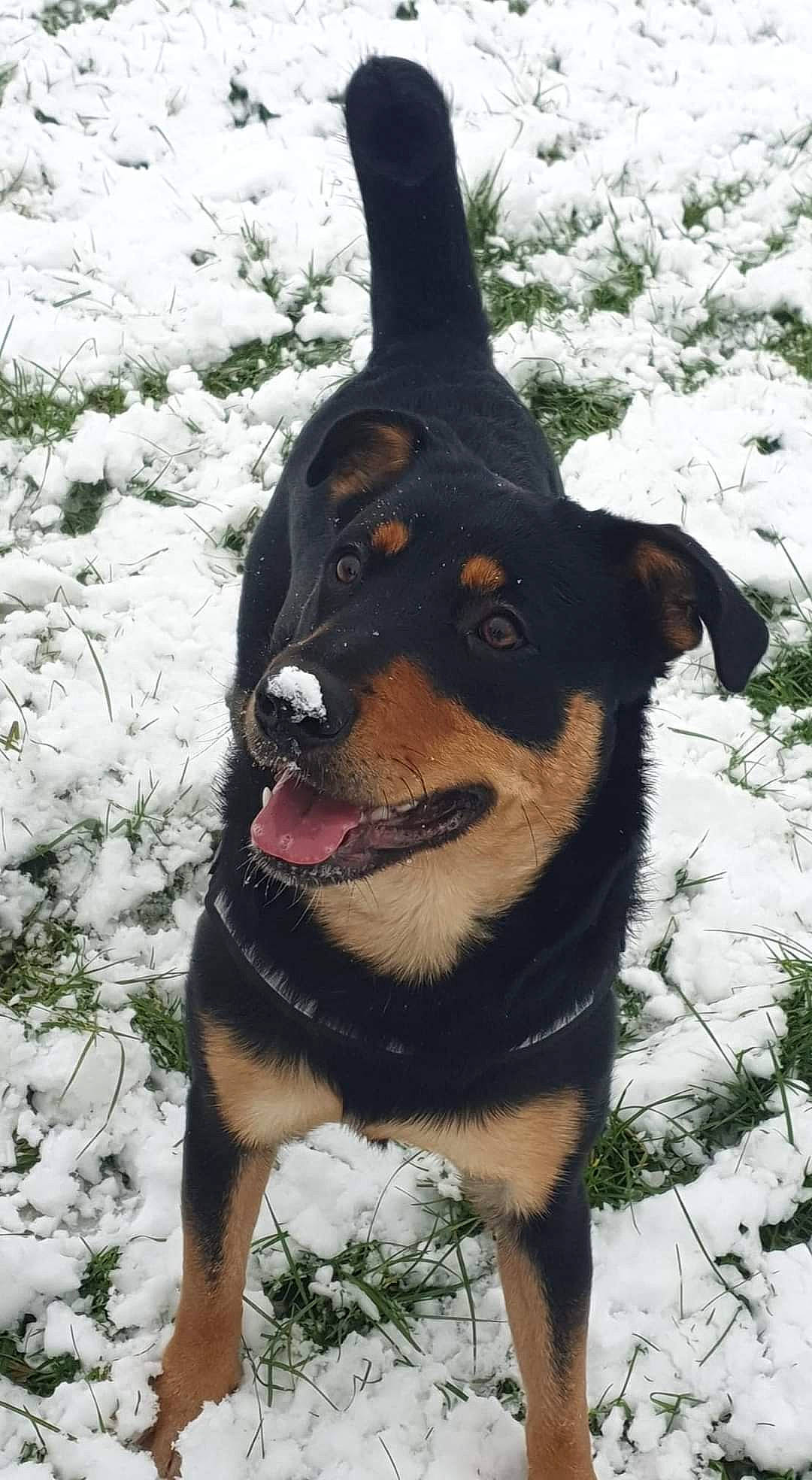Rosa is registered to the contest to win money with this photo: canidae, carnivore, collar, companion_dog, dog, dog_breed, dog_clothes, dog_collar, dog_supply, fawn, freezing, fur, leash, pinscher, plant, snow, sporting_group, whiskers, winter, working_animal