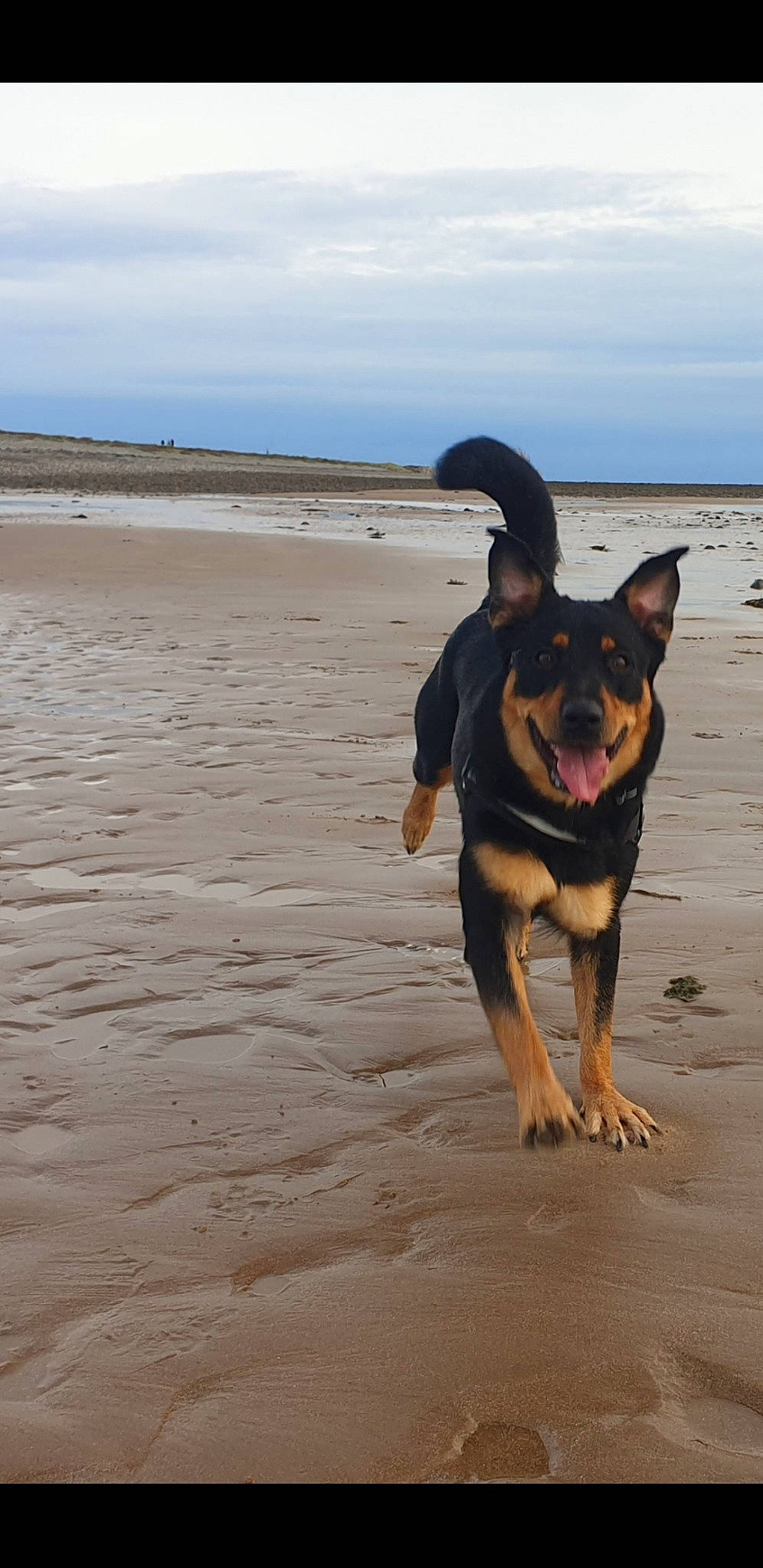 Rosa joined the competition — help win amazing prizes! beach, body_of_water, canidae, carnivore, cloud, dog, dog_breed, fawn, fun, guard_dog, herding_dog, horizon, landscape, ocean, paw, rottweiler, sand, sea, sky, water