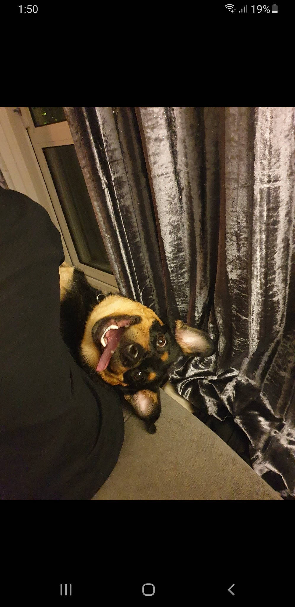 Rosa joined the competition — help win amazing prizes! beard, carnivore, companion_dog, curtain, darkness, dog, dog_breed, eye, eyewear, facial_hair, fawn, felidae, flash_photography, human_body, personal_protective_equipment, snout, sunglasses, toy_dog, whiskers, wood