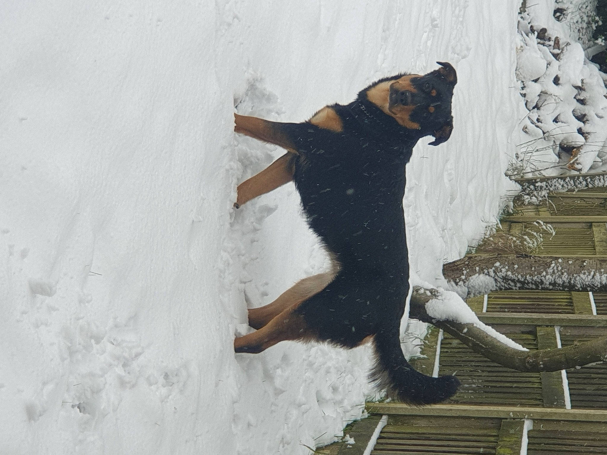 Rosa is registered to the contest to win money with this photo: barefoot, dog_breed, dress, event, foot, freezing, fun, fur, happy, human_leg, leisure, playing_in_the_snow, recreation, snow, tail, thigh, waist, water, window, winter