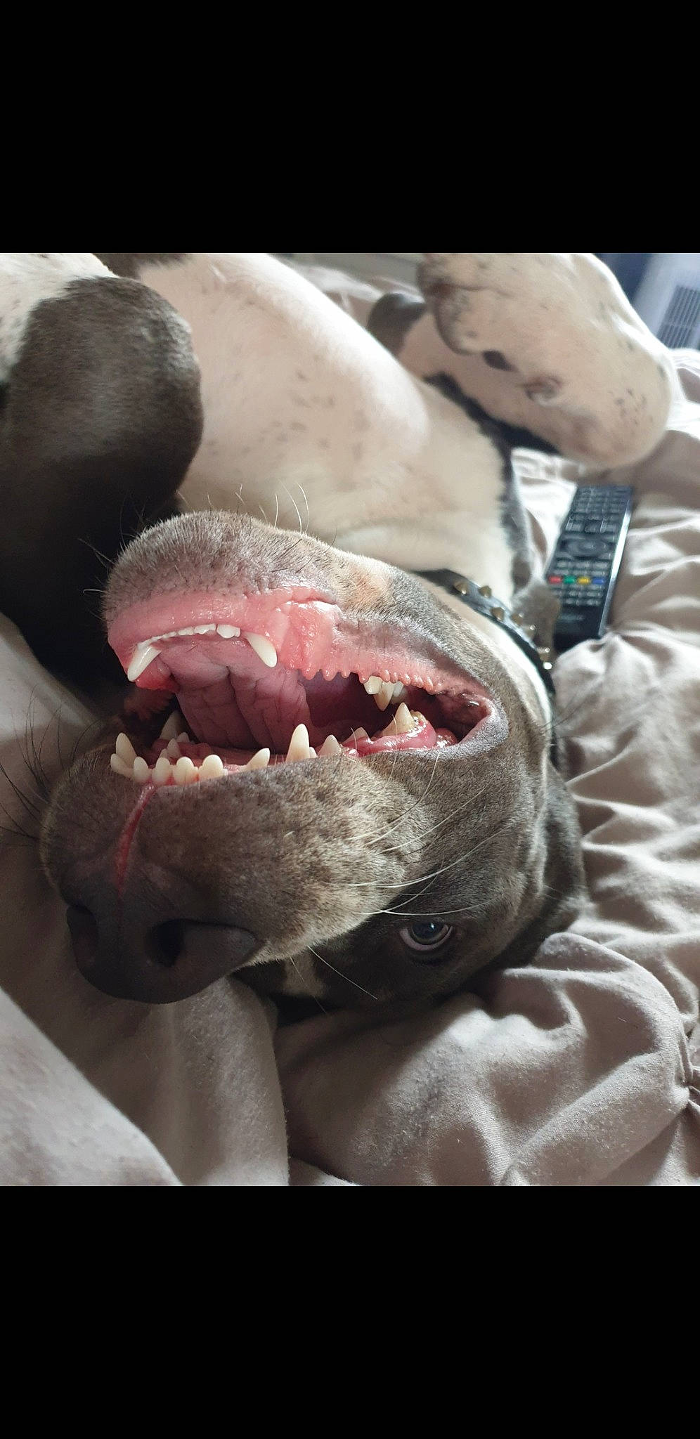 Obi is registered to the contest to win money with this photo: carnivore, chest, close_up, fang, fin, fish, flesh, foot, jaw, lamniformes, marine_mammal, shout, smile, snout, terrestrial_animal, throat, tongue, tooth, whiskers, yawn