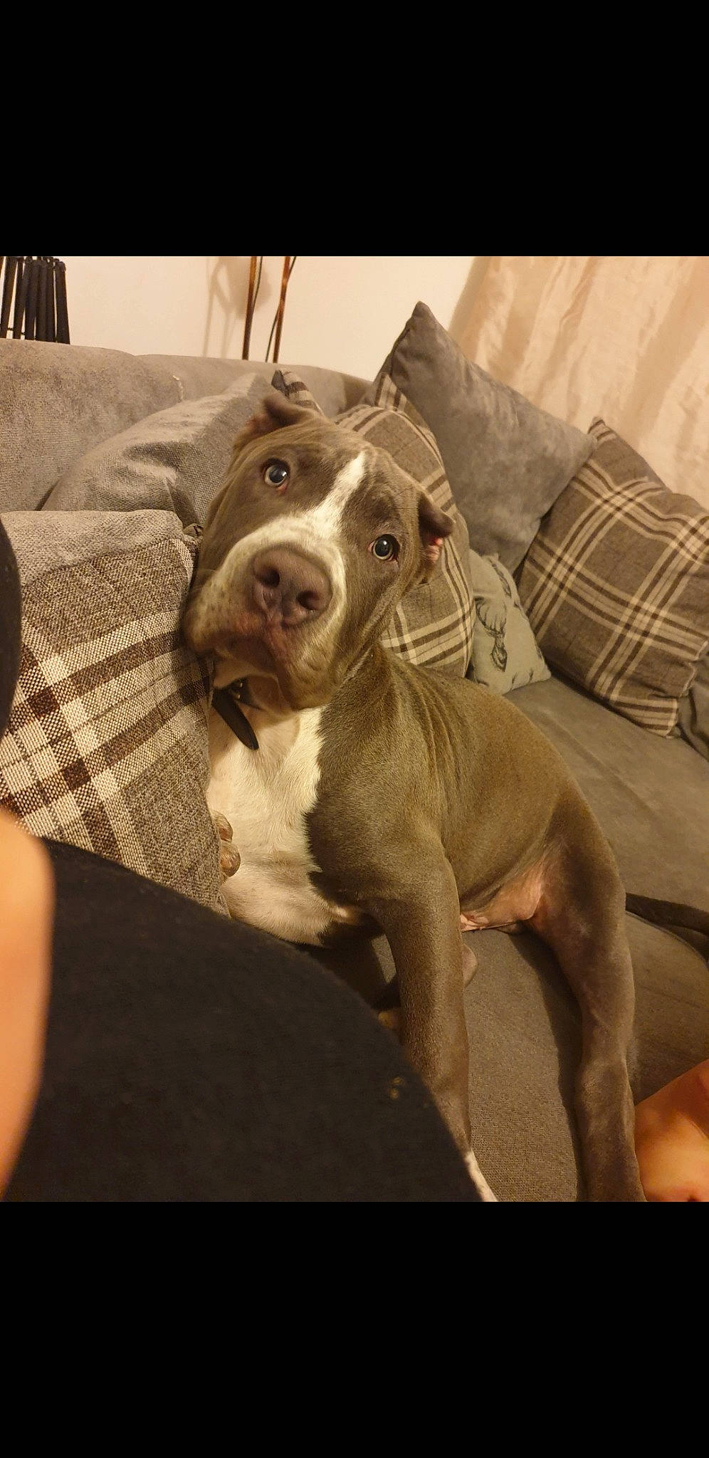 Obi joined the competition — help win amazing prizes! braque_francais, canidae, carnivore, comfort, companion_dog, dog, dog_breed, dog_collar, fawn, gun_dog, liver, metal, pet_supply, plaid, pointing_breed, snout, sporting_group, tartan, whiskers, working_animal