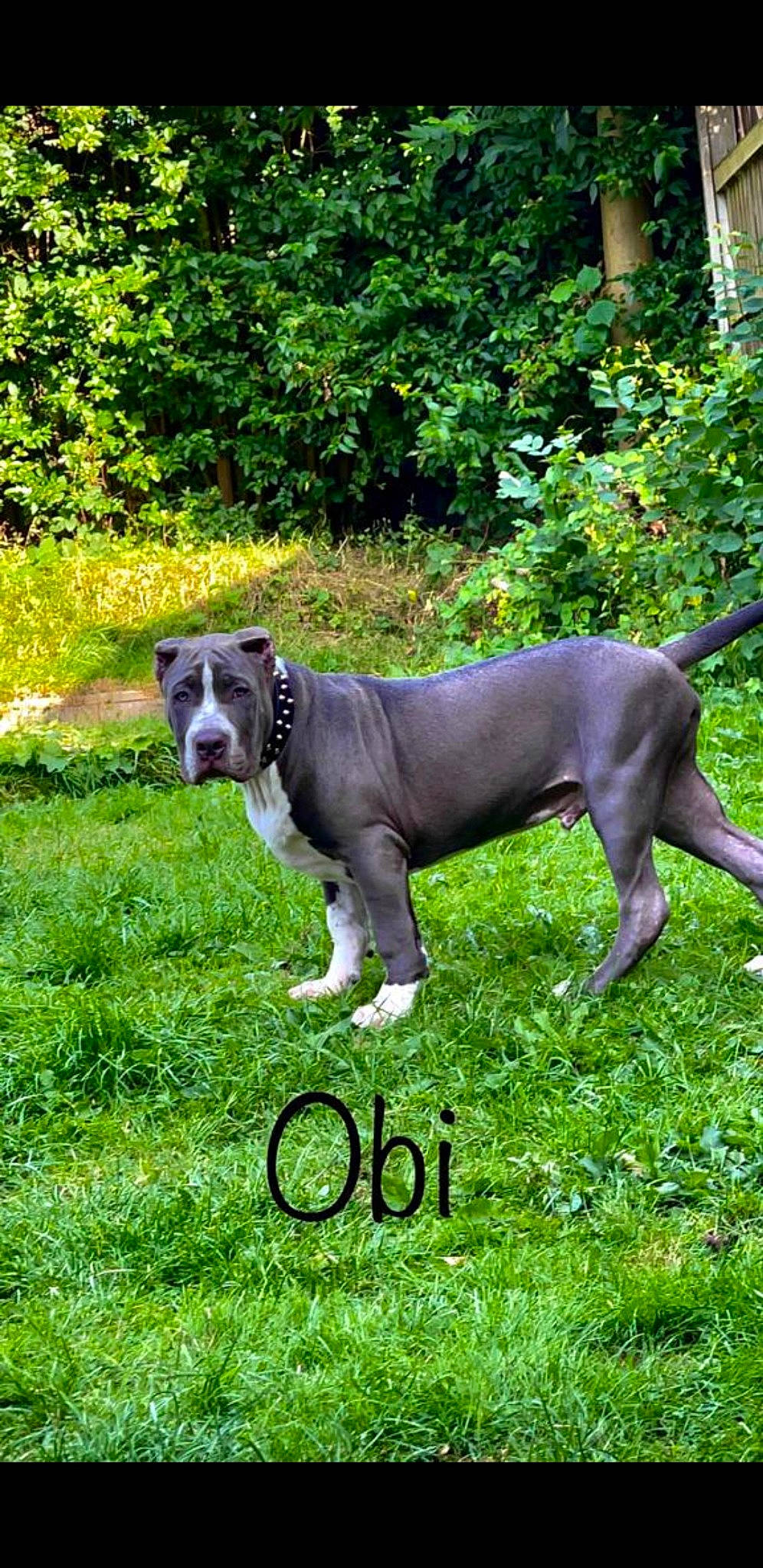 Obi joined the competition — help win amazing prizes! canidae, carnivore, collar, companion_dog, dog, dog_breed, dog_collar, dog_supply, fawn, grass, groundcover, pet_supply, plant, rampur_greyhound, shrub, snout, sporting_group, tail, terrestrial_animal, working_animal