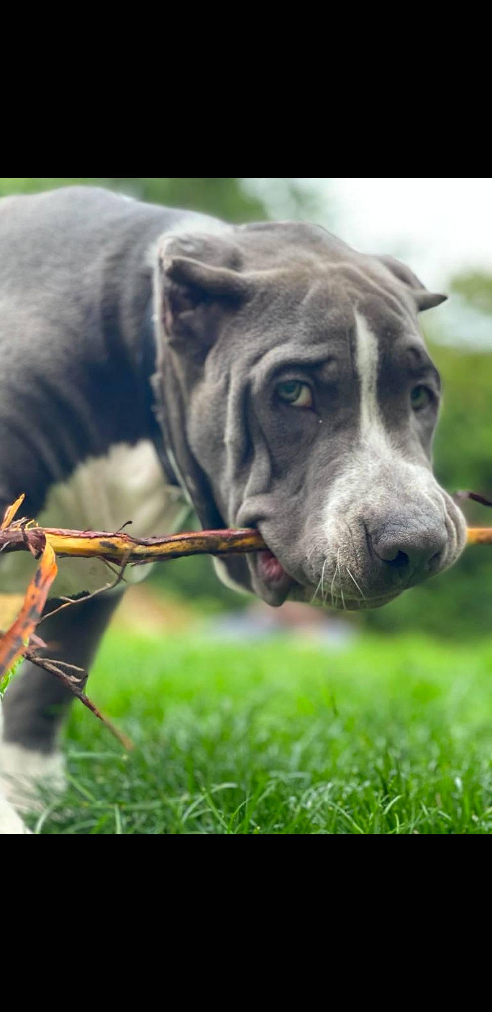 Obi is registered to the contest to win money with this photo: canidae, carnivore, collar, companion_dog, dog, dog_breed, dog_collar, ear, fawn, fur, grass, grassland, gun_dog, liver, plant, snout, terrestrial_animal, whiskers, working_animal, wrinkle