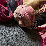 Jet is registered to the contest to win money with this photo: dog, pet, carpet, blanket, knitted_blanket, teeth, grin, lying_down, brown_dog, cozy, indoor, relaxed, cute, animal, snout, tongue, playful, close_up, home, comfort