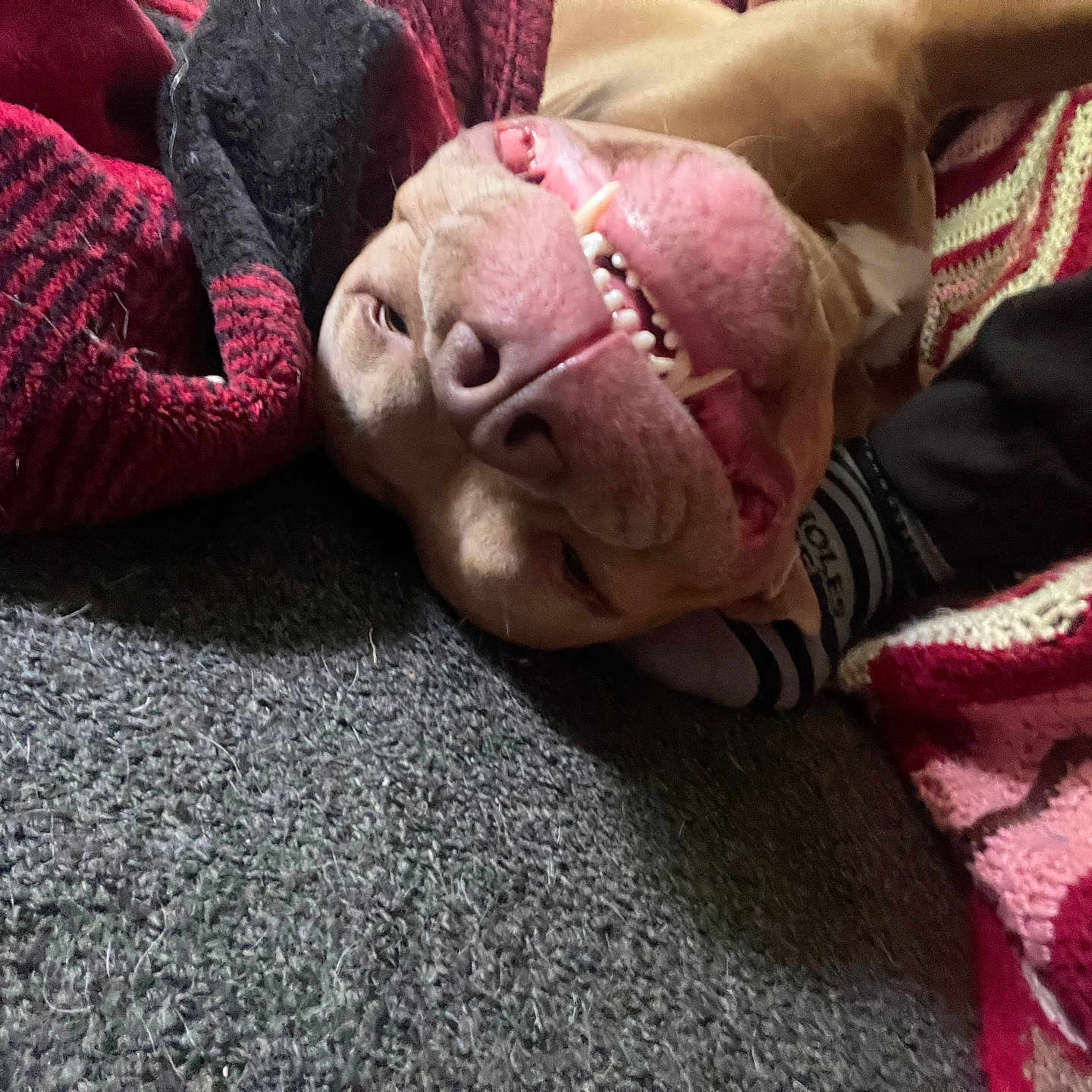 Jet is registered to the contest to win money with this photo: animal, blanket, brown_dog, carpet, close_up, comfort, cozy, cute, dog, grin, home, indoor, knitted_blanket, lying_down, pet, playful, relaxed, snout, teeth, tongue