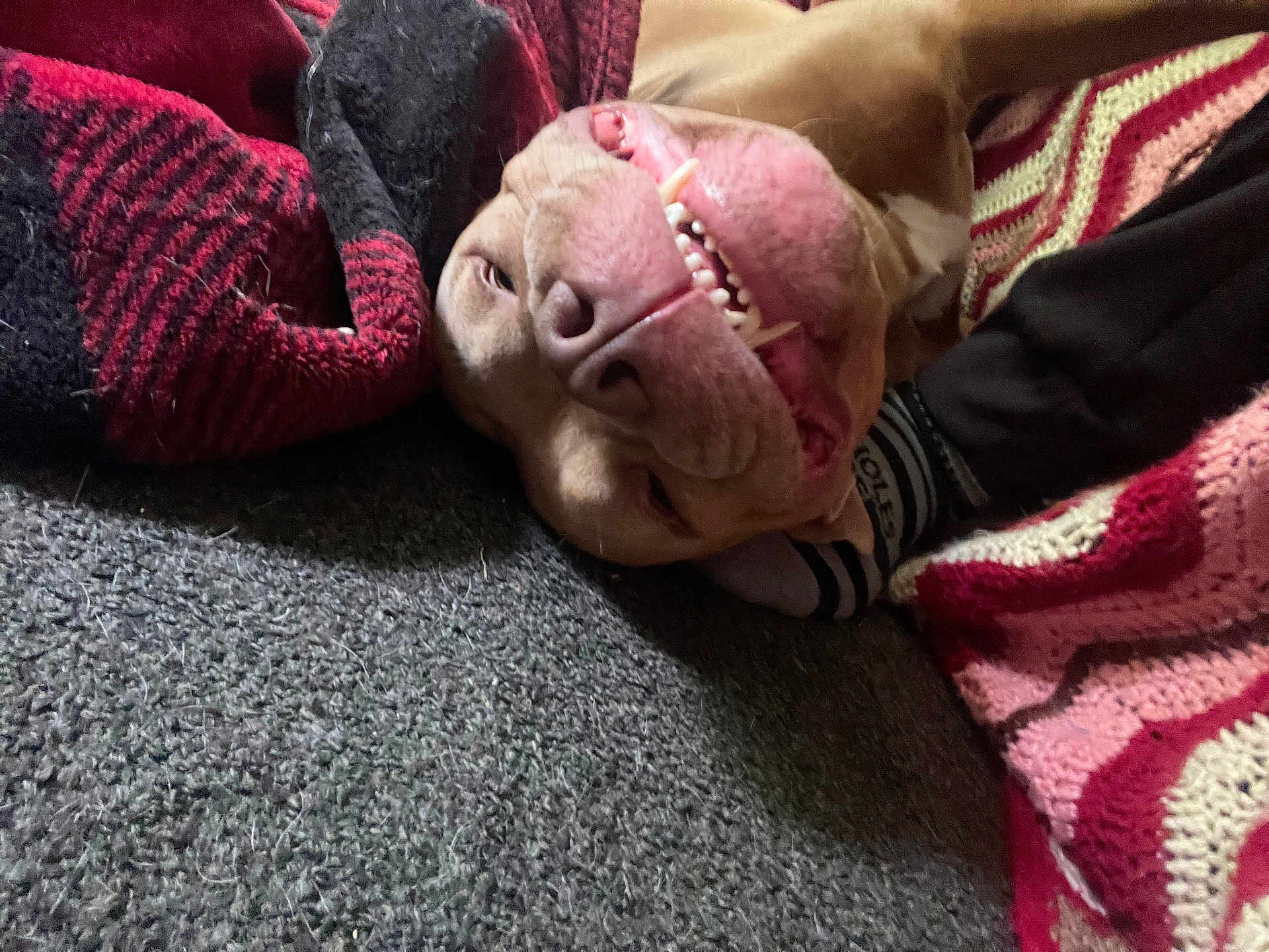 Jet is registered to the contest to win money with this photo: dog, pet, carpet, blanket, knitted_blanket, teeth, grin, lying_down, brown_dog, cozy, indoor, relaxed, cute, animal, snout, tongue, playful, close_up, home, comfort