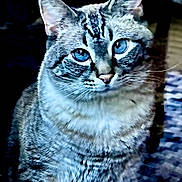 Jack joined the competition — help win amazing prizes! cat, tabby, blue_eyes, close_up, pet, feline, animal, indoor, fur, whiskers, ears, portrait, curious, sitting, domestic_cat, mammal, looking, face, striped, cute