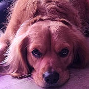 Luna is registered to the contest to win money with this photo: dog, golden_retriever, pet, close_up, portrait, fur, nose, eyes, ears, whiskers, muzzle, laying_down, sleepy, indoor, floor, brown_fur, expressive_eyes, cute, domestic_animal, pink_lighting