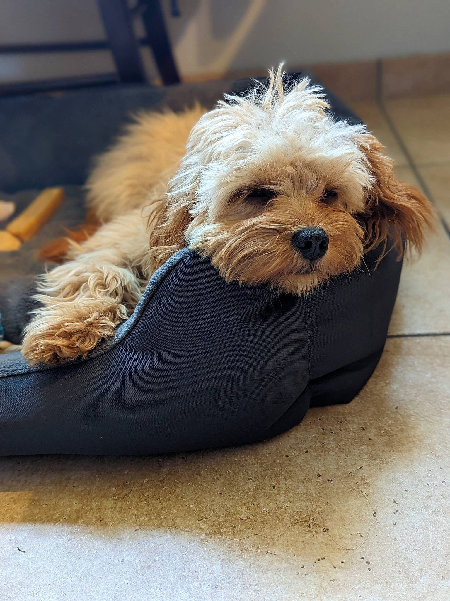 Ginny joined the competition — help win amazing prizes! biewer_terrier, canidae, carnivore, collar, companion_dog, dog, dog_breed, dog_clothes, dog_collar, dog_supply, fur, labradoodle, liver, pet_supply, puppy_love, small_terrier, sporting_group, terrier, toy_dog, working_animal