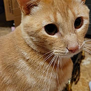 Oliver is registered to the contest to win money with this photo: cat, orange_tabby, whiskers, indoor, curious, close_up, pet, feline, animal, fur, ears, eyes, household, background, domestic_cat, mammal, cute, soft, portrait, tabby