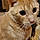 Oliver