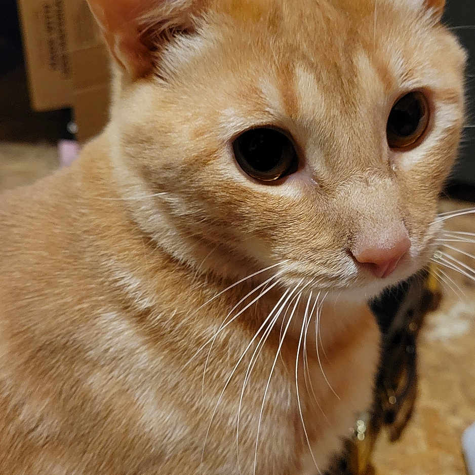 Oliver is registered to the contest to win money with this photo: cat, orange_tabby, whiskers, indoor, curious, close_up, pet, feline, animal, fur, ears, eyes, household, background, domestic_cat, mammal, cute, soft, portrait, tabby