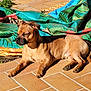 dog, brown_dog, sunlight, outdoor, patio, tiled_floor, relaxing, resting, closed_eyes, pool_cover, green, blue, leaf_pattern, crumpled, shadow, small_dog, fur, animal, daylight, nature