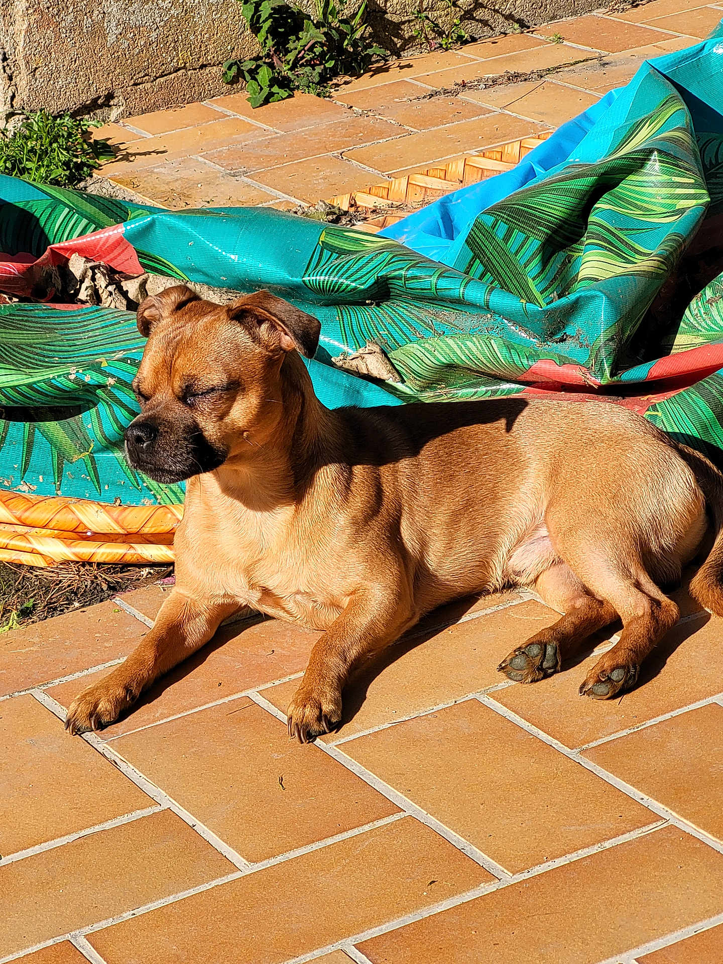 Pika a rejoint le concours — aidez-le/la à gagner de superbes lots ! dog, brown_dog, sunlight, outdoor, patio, tiled_floor, relaxing, resting, closed_eyes, pool_cover, green, blue, leaf_pattern, crumpled, shadow, small_dog, fur, animal, daylight, nature