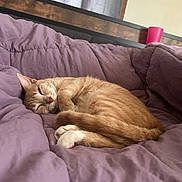 Peanut is registered to the contest to win money with this photo: bed, blanket, cat, cozy, cup, curled_up, curtain, feline, fur, headboard, indoor, orange_tabby, paw, pet, purple, relaxation, resting, sleeping, whiskers, window