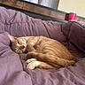 cat, orange_tabby, sleeping, bed, blanket, purple, cozy, indoor, pet, feline, curled_up, resting, fur, whiskers, paw, headboard, cup, window, curtain, relaxation