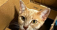 Peanut is registered to the contest to win money with this photo: cat, orange_cat, cardboard_box, pet, animal, indoor, curious, tongue_out, feline, whiskers, ears, face, closeup, cute, domestic_animal, box, playful, looking_up, fur, eyes