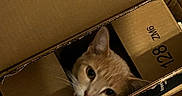 Peanut joined the competition — help win amazing prizes! animal, box, brown, cardboard_box, cat, closeup, container, curious, ears, face, feline, household, indoor, mouth_open, orange_cat, packaging, pet, playful, stacked_boxes, whiskers