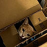 Peanut joined the competition — help win amazing prizes! cat, orange_cat, cardboard_box, box, pet, animal, indoor, curious, feline, closeup, face, whiskers, ears, mouth_open, stacked_boxes, brown, packaging, container, household, playful